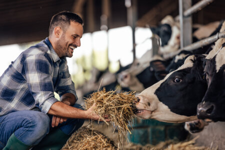 A Savoyard farmer feeding his cows