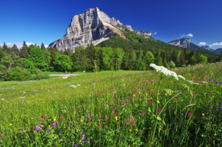 Vue sur le mont Granier depuis un alpage en fleurs, le sommet emblématique de la Chartreuse, visible depuis Chambéry